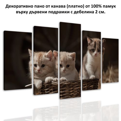 0541 Wall art decoration (set of 5 pieces) Sweet cats