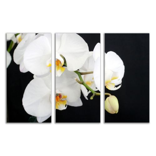 0138 Wall art decoration (set of 3 pieces) White orchid on a black background