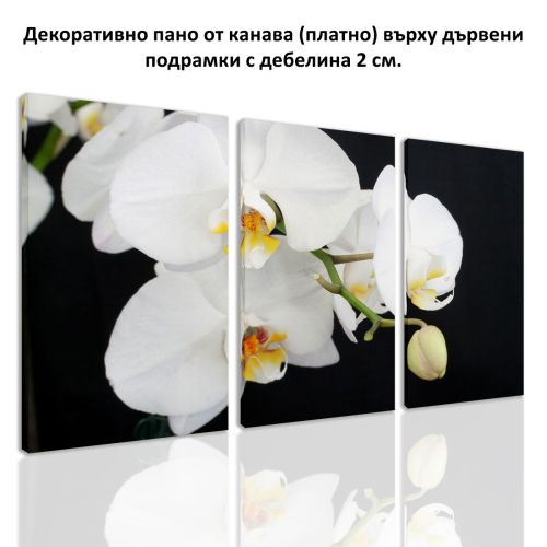 0138 Wall art decoration (set of 3 pieces) White orchid on a black background